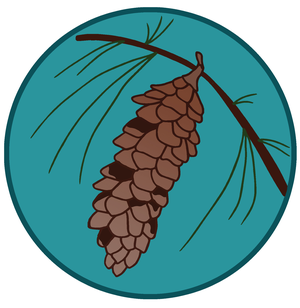 Pine Cone Illustration