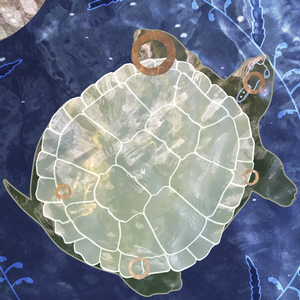 Turtle Illustration